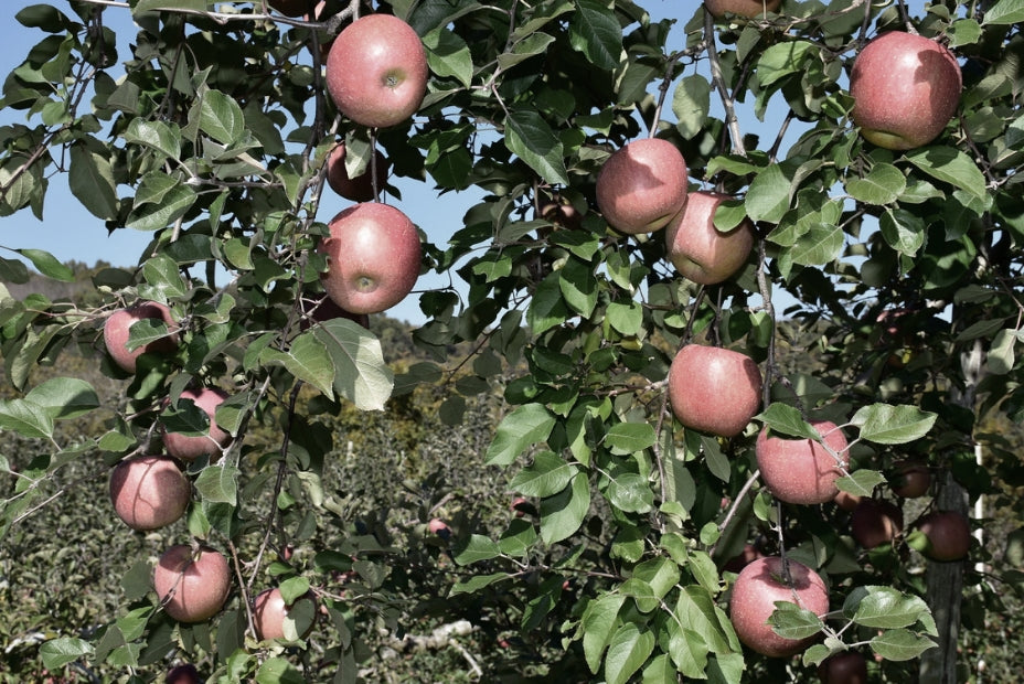 【りんりん】他購入不可❌ タブレット シュワっと弾ける 青森りんご ラブレ乳酸菌入り ブドウ糖