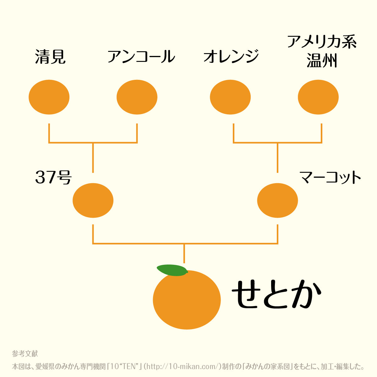 せとかと温州のまるごとみかん酒 | 奈良県の果実酒 | クラフト酒