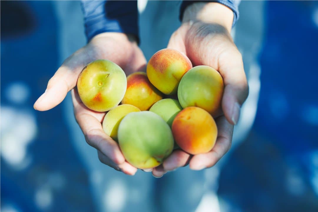 【mume WHITEDAY campaign】mume＋TOROCHOCOセット